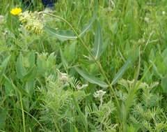 Asclepias meadii