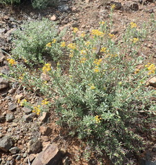 Lasiosiphon meisnerianus