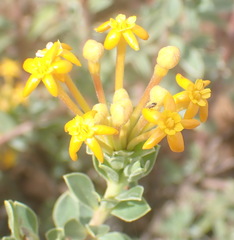 Lasiosiphon meisnerianus