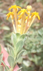 Lasiosiphon meisnerianus