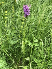 Dactylorhiza × braunii