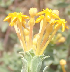 Lasiosiphon meisnerianus