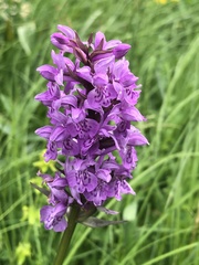 Dactylorhiza × braunii