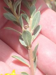 Lasiosiphon meisnerianus