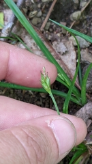 Carex willdenowii