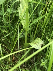 Dactylorhiza × braunii
