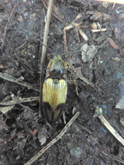 Stropenron hamata