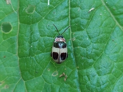 Alagoasa bipunctata