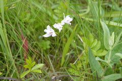 Calopogon oklahomensis