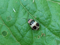 Alagoasa bipunctata