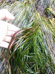 Phyllospadix scouleri