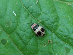 Alagoasa bipunctata
