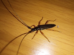 Disteniidae