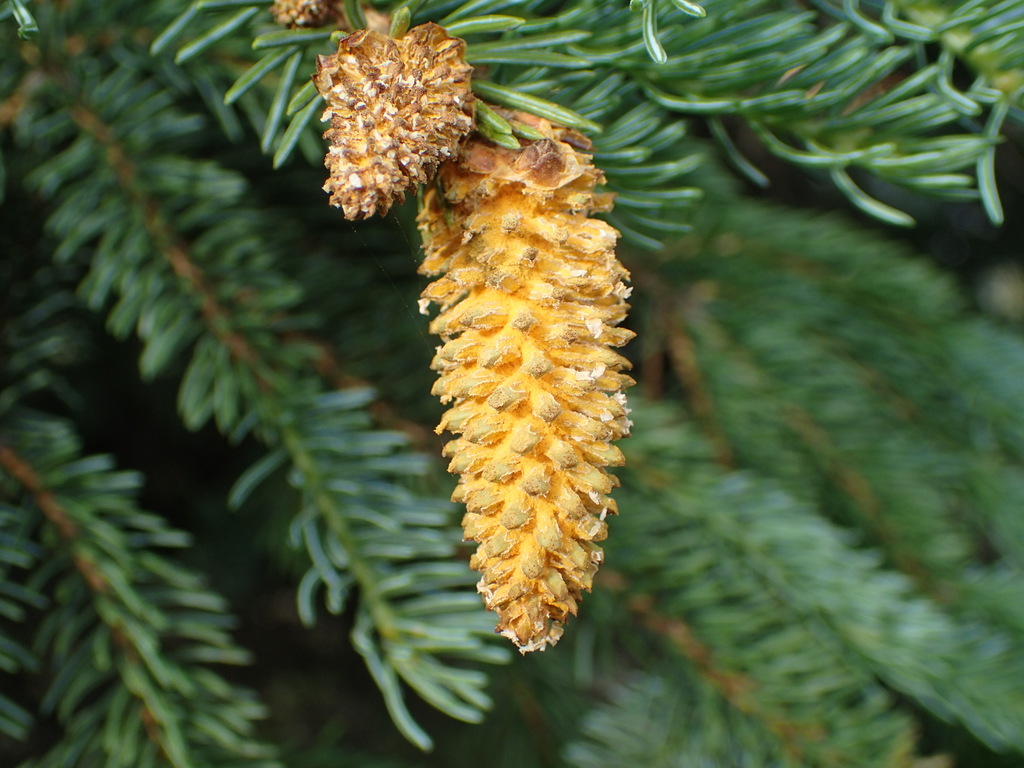 Chrysomyxa woroninii