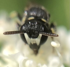 Hylaeus