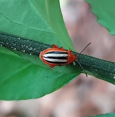 Disonycha discoidea