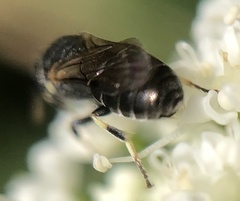 Hylaeus