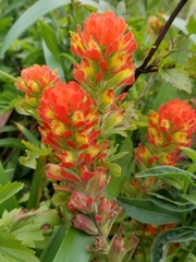 Castilleja affinis affinis