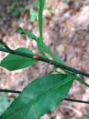 Disonycha discoidea