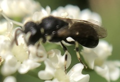 Hylaeus