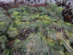 Phyllospadix scouleri