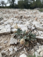 Chamaechaenactis scaposa