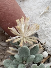 Chamaechaenactis scaposa