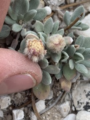 Chamaechaenactis scaposa