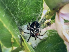 Araneus granadensis