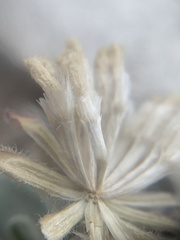 Chamaechaenactis scaposa