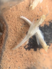 Chamaechaenactis scaposa