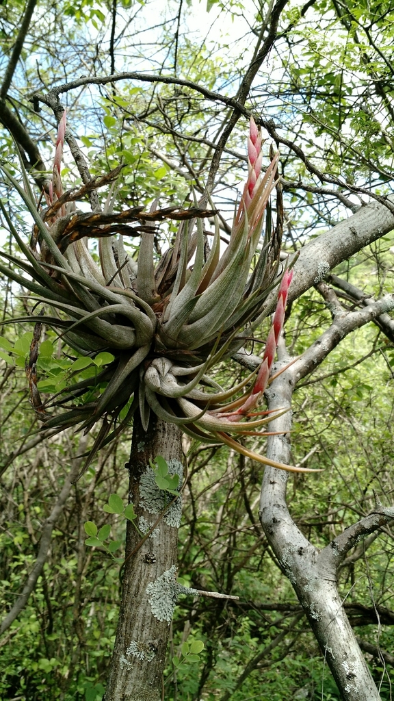 Tillandsia circinnatioides