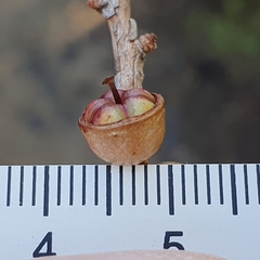 Leptospermum squarrosum