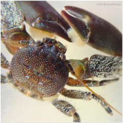 Petrolisthes cabrilloi