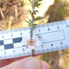 Leptospermum squarrosum