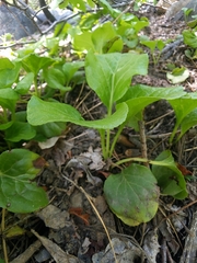Pyrola minor