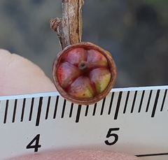 Leptospermum squarrosum