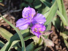 Tradescantia bracteata