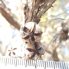 Leptospermum squarrosum