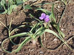 Tradescantia bracteata