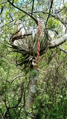 Tillandsia circinnatioides