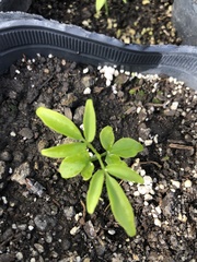 Senna corymbosa