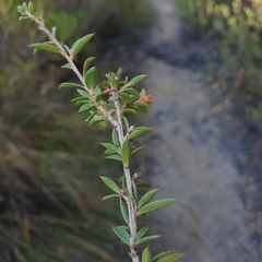 Leptospermum squarrosum