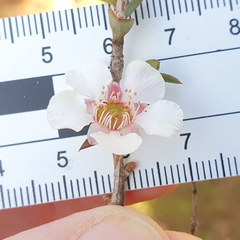Leptospermum squarrosum