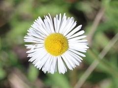 Erigeron flagellaris