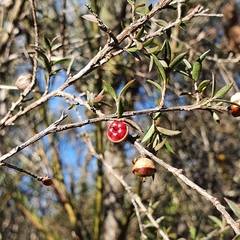 Leptospermum squarrosum