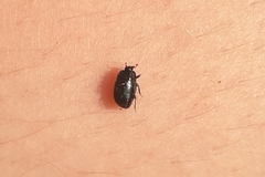Coleoptera