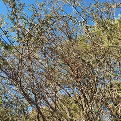 Leptospermum squarrosum