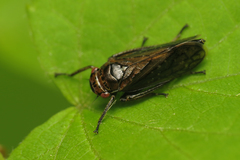 Bathysmatophorus reuteri
