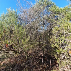 Leptospermum squarrosum
